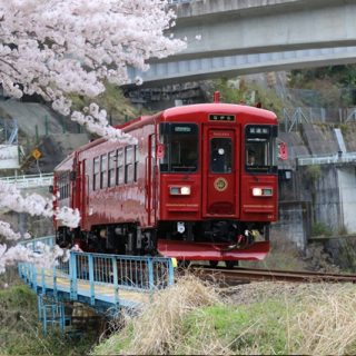 No.153　満開の桜の中を走る”ながら”