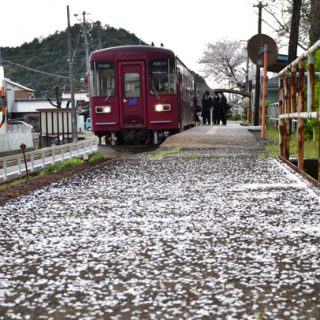 ﾌｫﾄｺﾝﾃｽﾄNo.10　花弁に包まれて