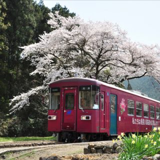 ﾌｫﾄｺﾝﾃｽﾄNo.16　春の長良川鉄道