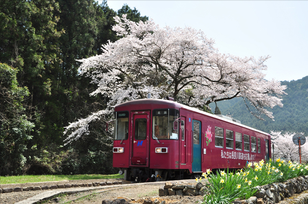 ﾌｫﾄｺﾝﾃｽﾄNo.16　春の長良川鉄道