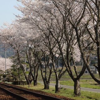 No.003　サクラ満開の関下有知駅