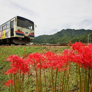 No.028　古参が秋の花道を行く