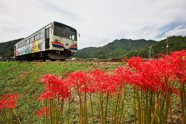 No.028　古参が秋の花道を行く