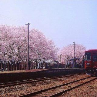No.063　桜の下で