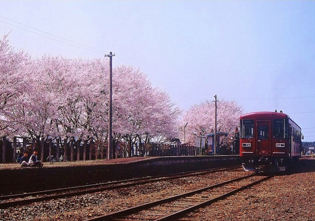 No.063　桜の下で
