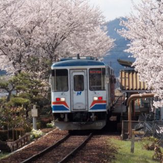 No.075　桜のトンネル