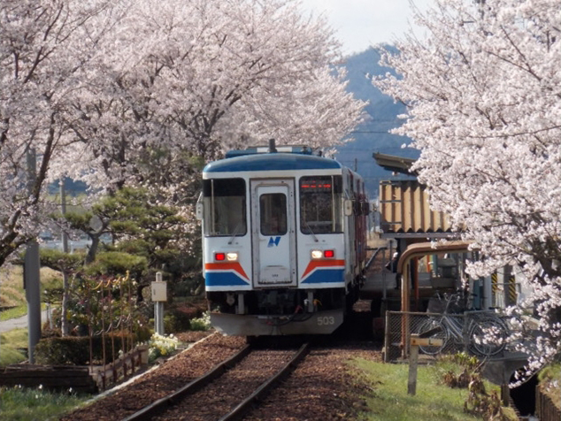 No.075　桜のトンネル