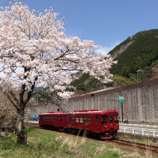 No.131　「ながら」と桜