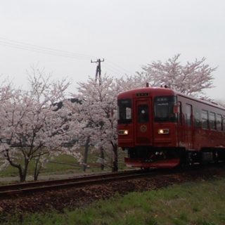 No.133　観光列車ながらと桜