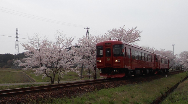 No.133　観光列車ながらと桜