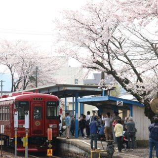 No.139　長良川鉄道ながらと桜と共に2
