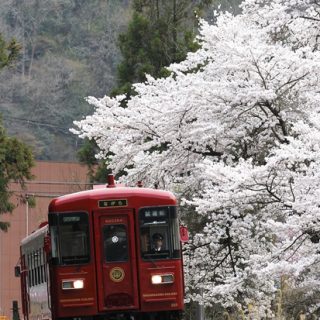 No.145　八幡の桜