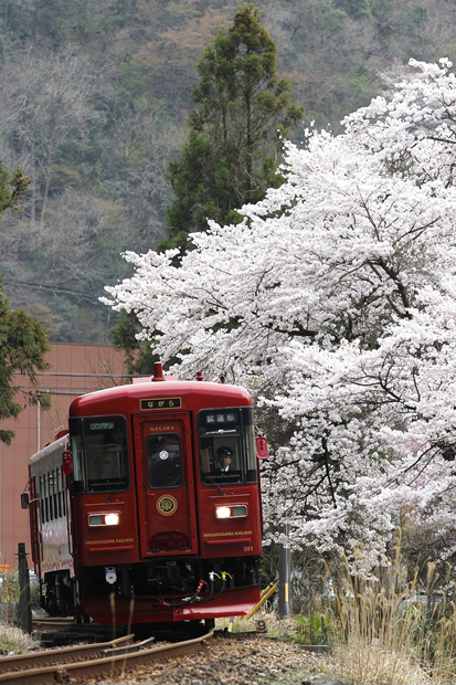 No.145　八幡の桜