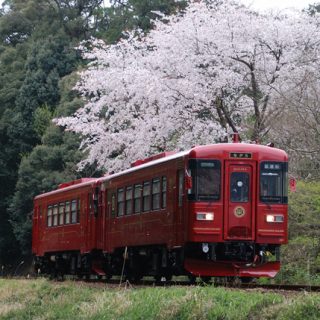 No.157　春の木立で