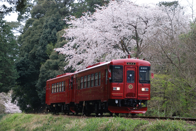 No.157　春の木立で