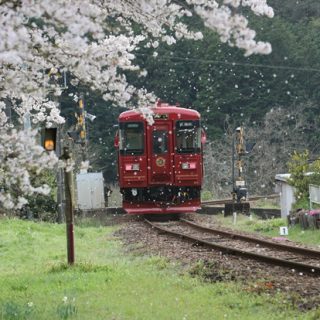 No.163　桜吹雪