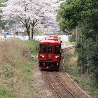 No.164　一本桜とながら