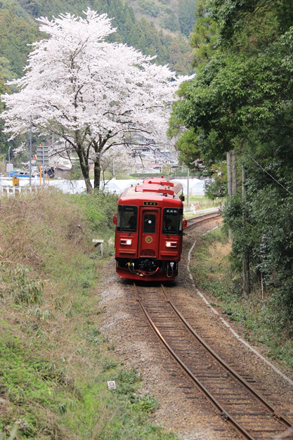 No.164　一本桜とながら