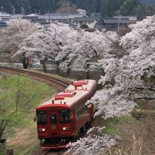 No.165　新緑と桜の競演