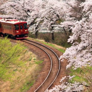 No.167　2016桜と観光列車「ながら」