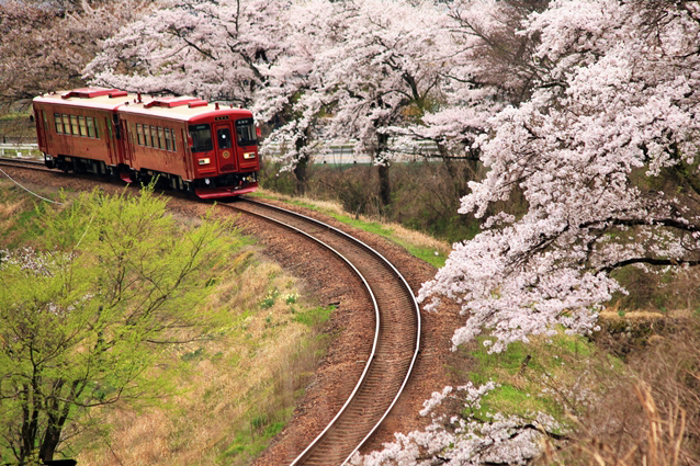 No.167　2016桜と観光列車「ながら」