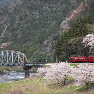 No.183　ながら春爛漫