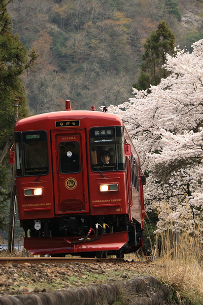 No.186　花咲くながら
