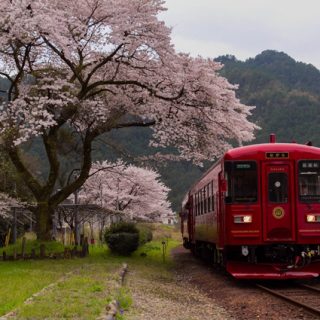No.188　満開桜と観光列車「ながら」1
