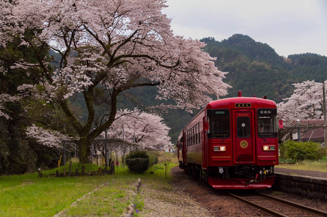 No.188　満開桜と観光列車「ながら」1