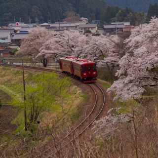 No.189　満開桜と観光列車「ながら」2