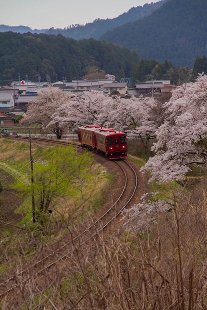 No.189　満開桜と観光列車「ながら」2