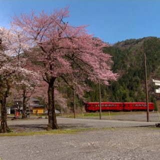No.193　満開桜と観光列車「ながら」6