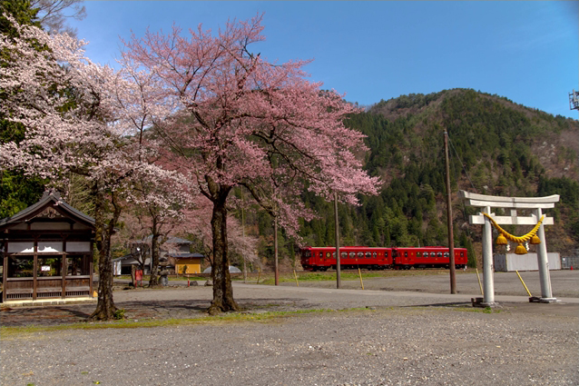 No.193　満開桜と観光列車「ながら」6