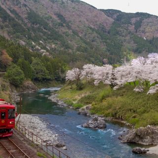 No.195　満開桜と観光列車「ながら」8