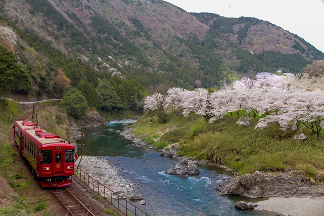 No.195　満開桜と観光列車「ながら」8