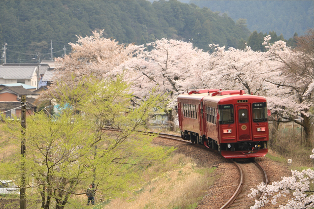 No.196　ながらと桜と緑