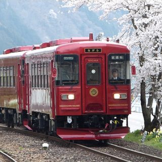 No.197　満開の桜とこれから咲く「ながら」1
