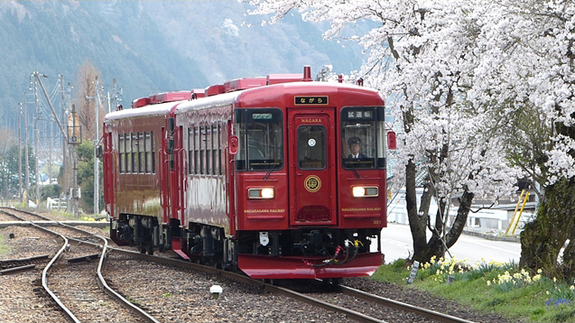 No.197　満開の桜とこれから咲く「ながら」1