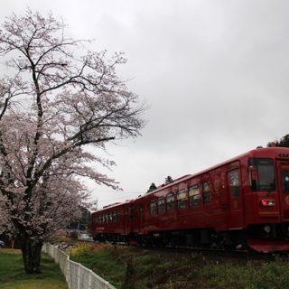 No.376　桜の公園より