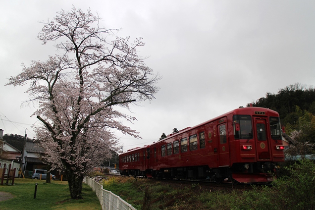 No.376　桜の公園より