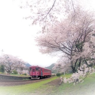 No.378　桜咲く駅