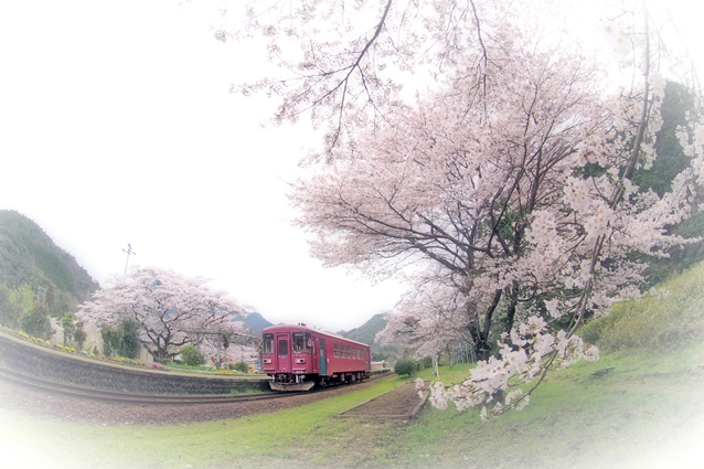 No.378　桜咲く駅