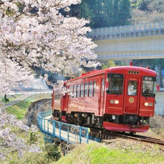 No.379　ながらとさくら