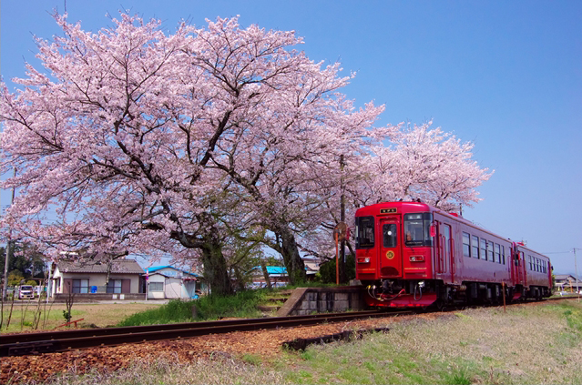 No.381　春を往く