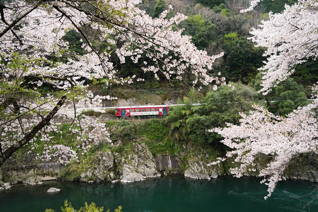 No.383　桜満開の中を走る記念号