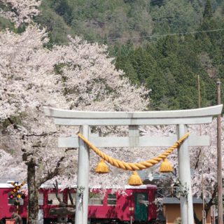 No.385　さくらの季節、また来年