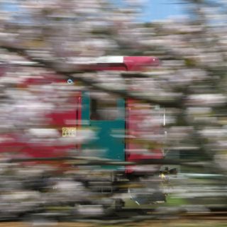 No.387　桜流し