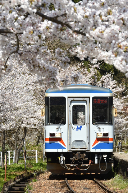 No.390　桜一色