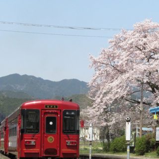 No.428　桜とながら