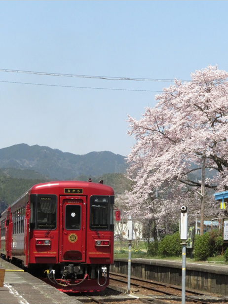 No.428　桜とながら